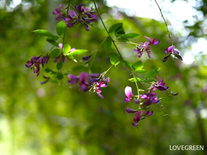 9月の庭で咲く花木｜ハギ