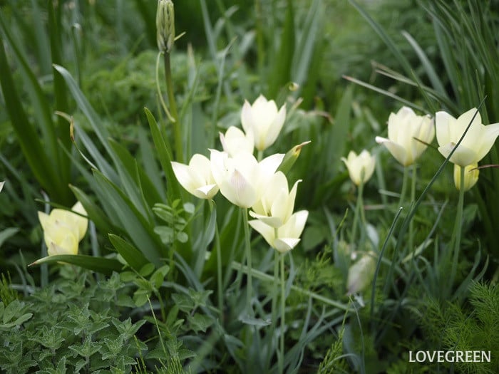 チューリップの英語の花言葉