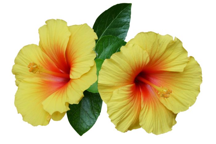 canvaハイビスカス