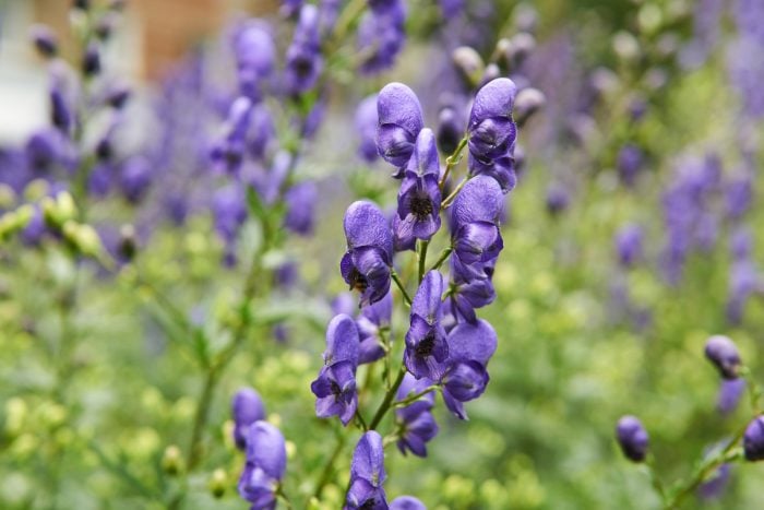 トリカブト　canva