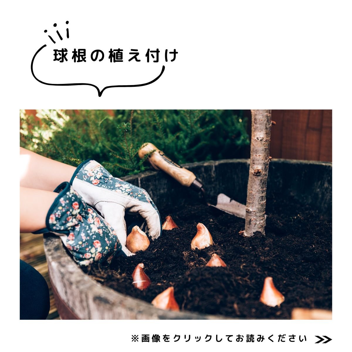 球根特集