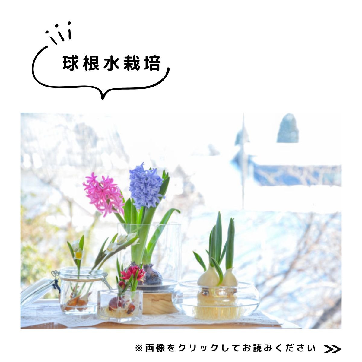 球根特集　水栽培