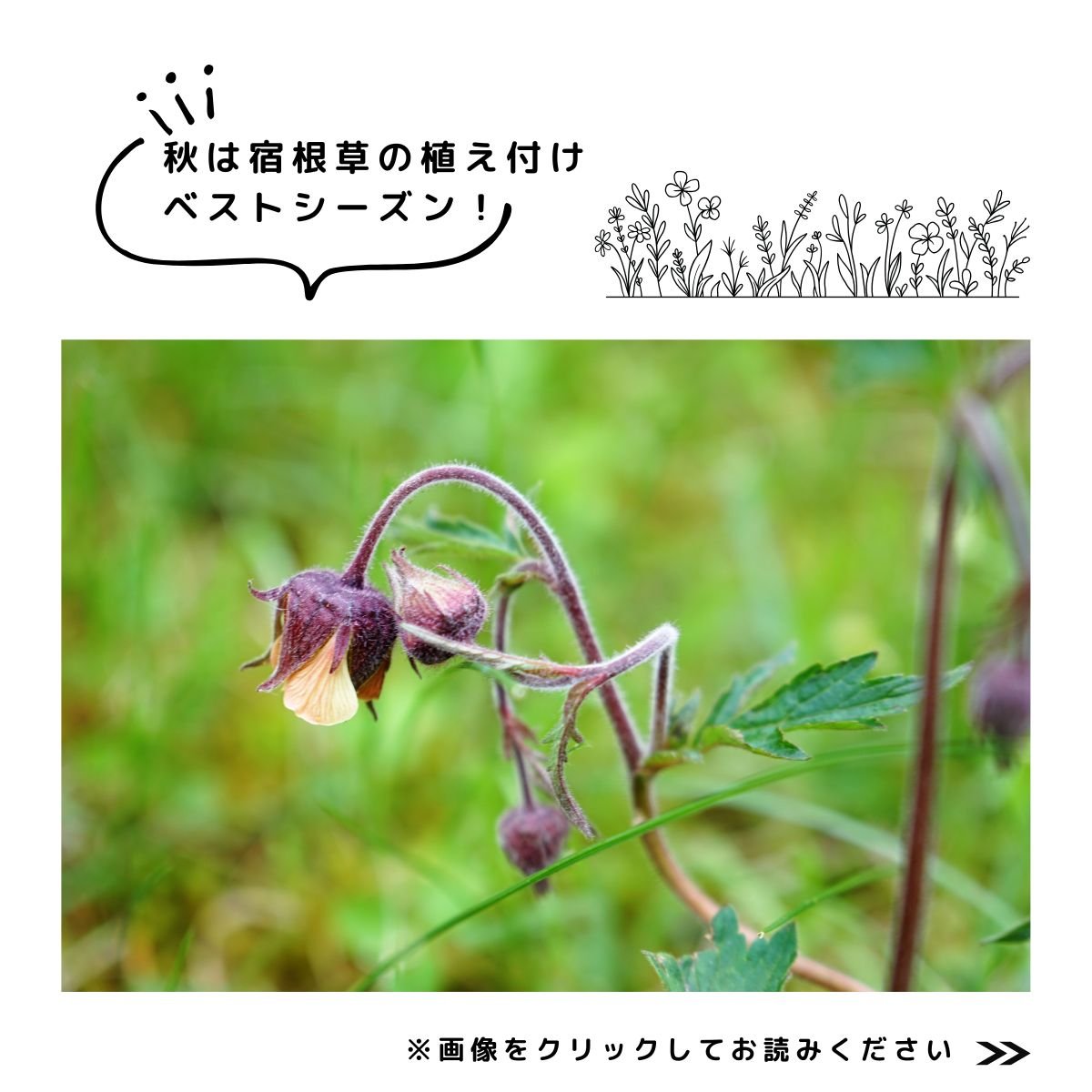 球根、宿根草特集