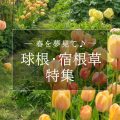 球根・宿根草特集2025
