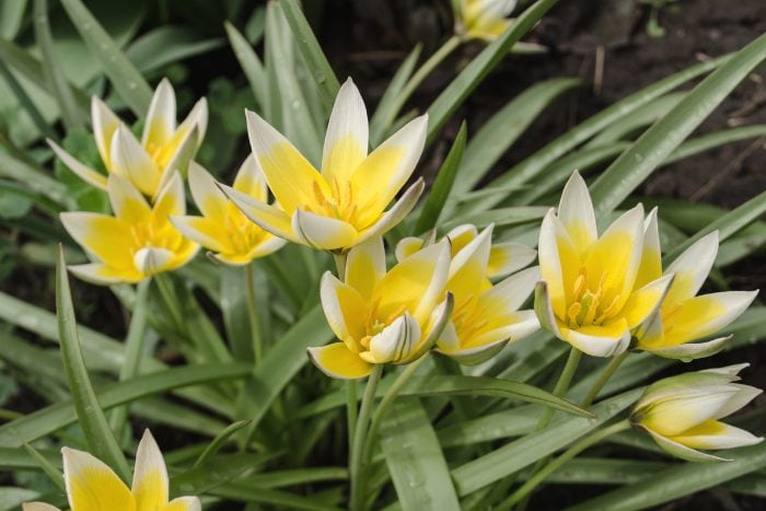 Canva画像 　チューリップ　タルダ