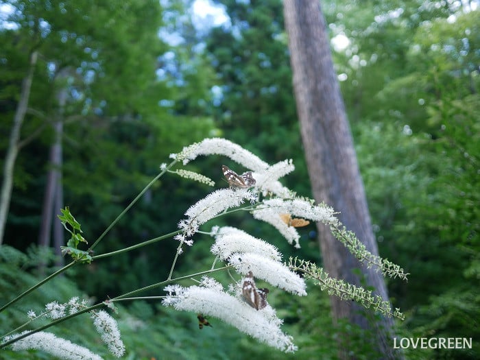 サラシナショウマ1小 サラシナショウマ