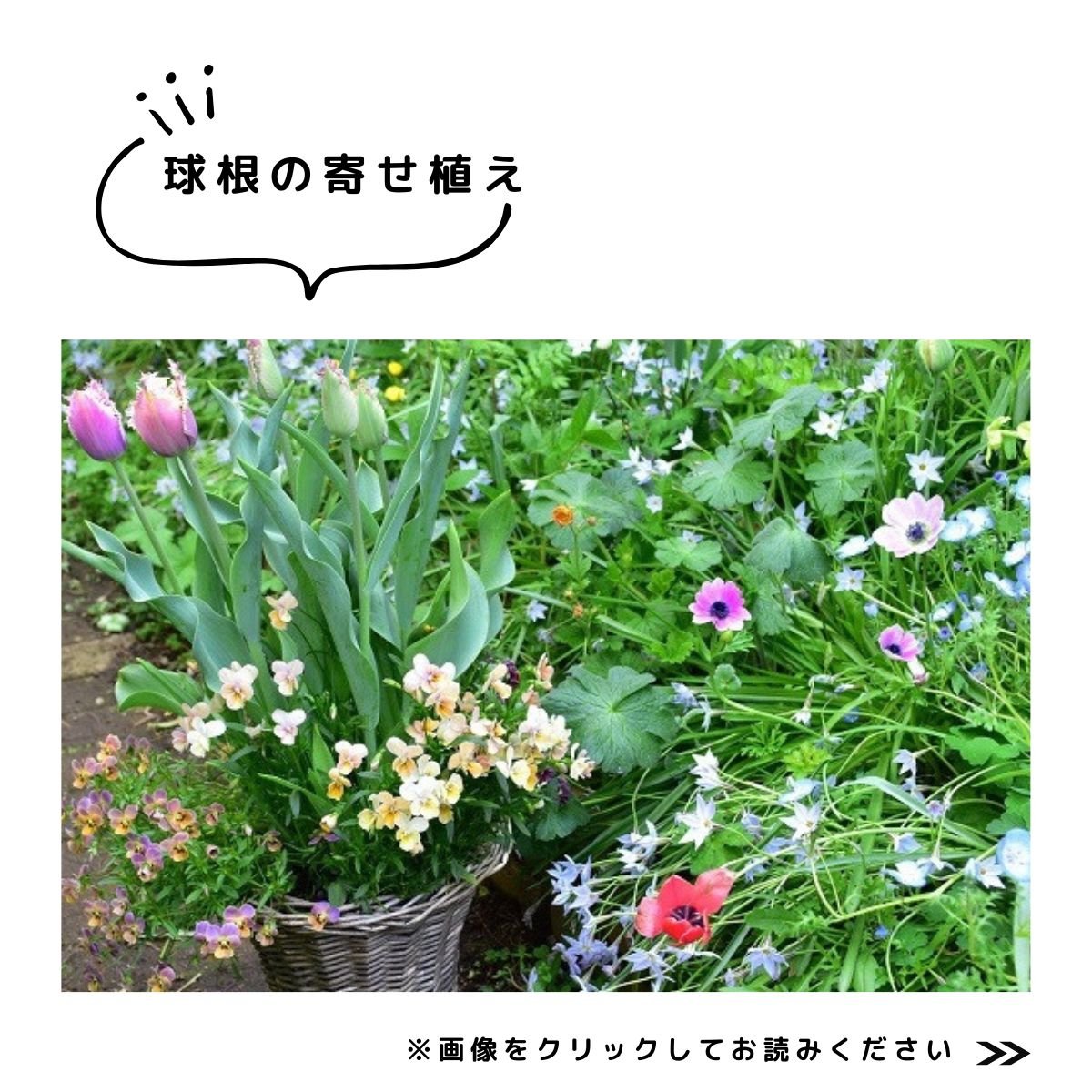 球根特集　寄せ植え
