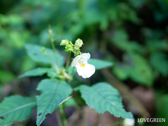 シロツリフネ小 シロツリフネ
