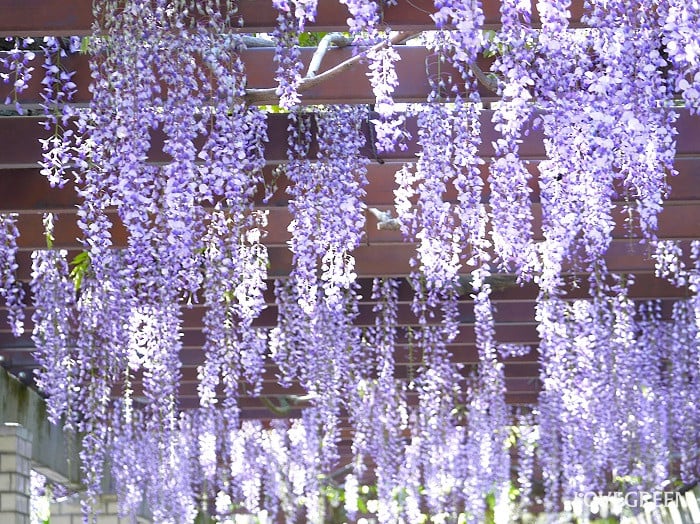 藤とは｜特徴や花言葉、英語の名前
