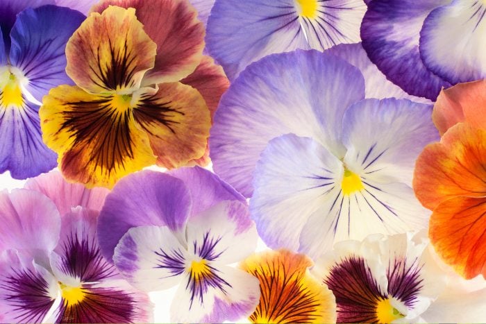 Canva画像　パンジー