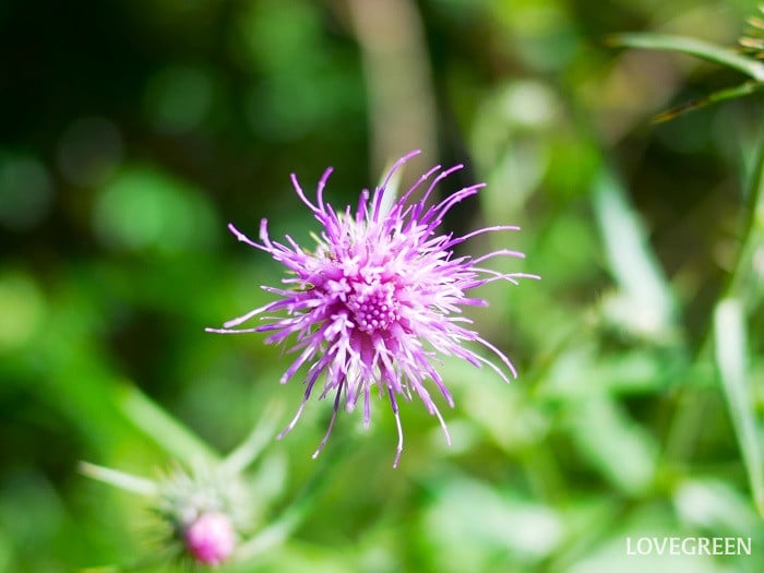 アザミの花の季節や特徴