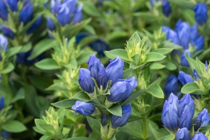 Canva画像　リンドウ