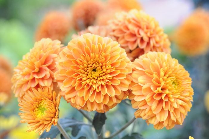 Canva画像　スプレーマム