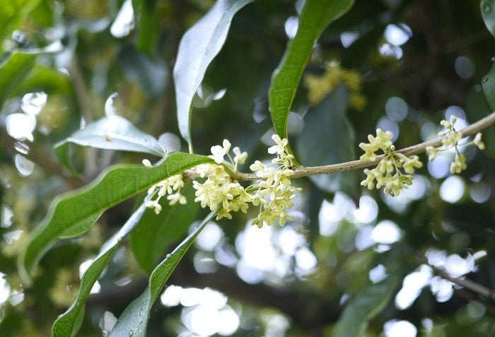 香りめでたく|美村里江さんのムーミンコラム♯7 銀木犀