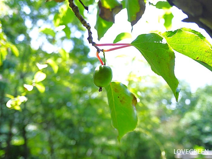 サルナシ小 サルナシ