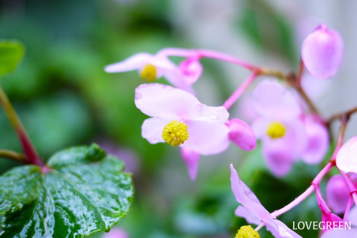 シュウカイドウ｜花の季節や特徴、種類、ベゴニアとの違いを紹介