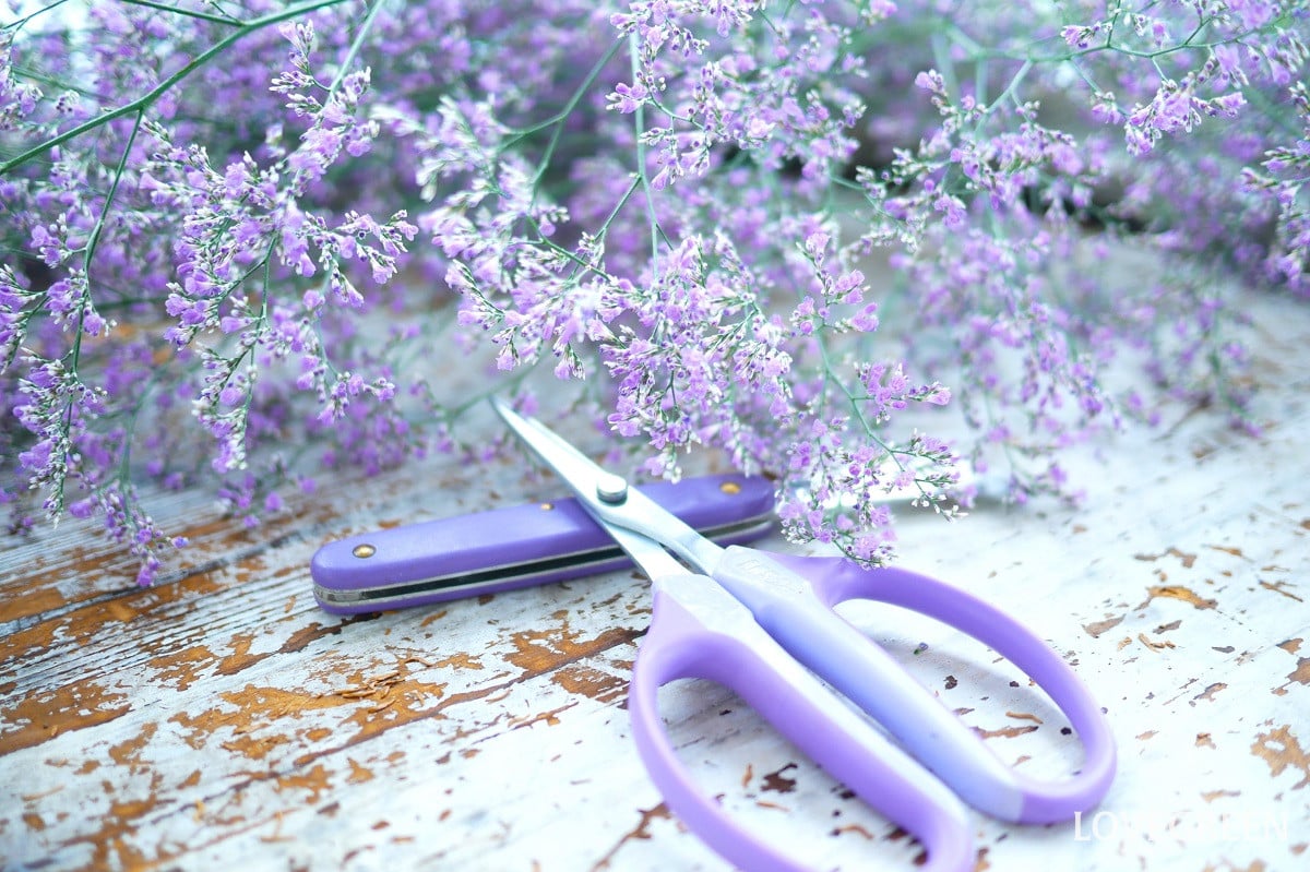 完全版! 花の水揚げ図鑑|花の種類ごとに水揚げ方法を紹介