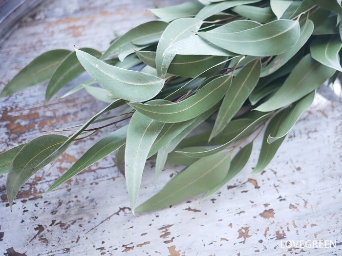 ユーカリ・ロングリーフ