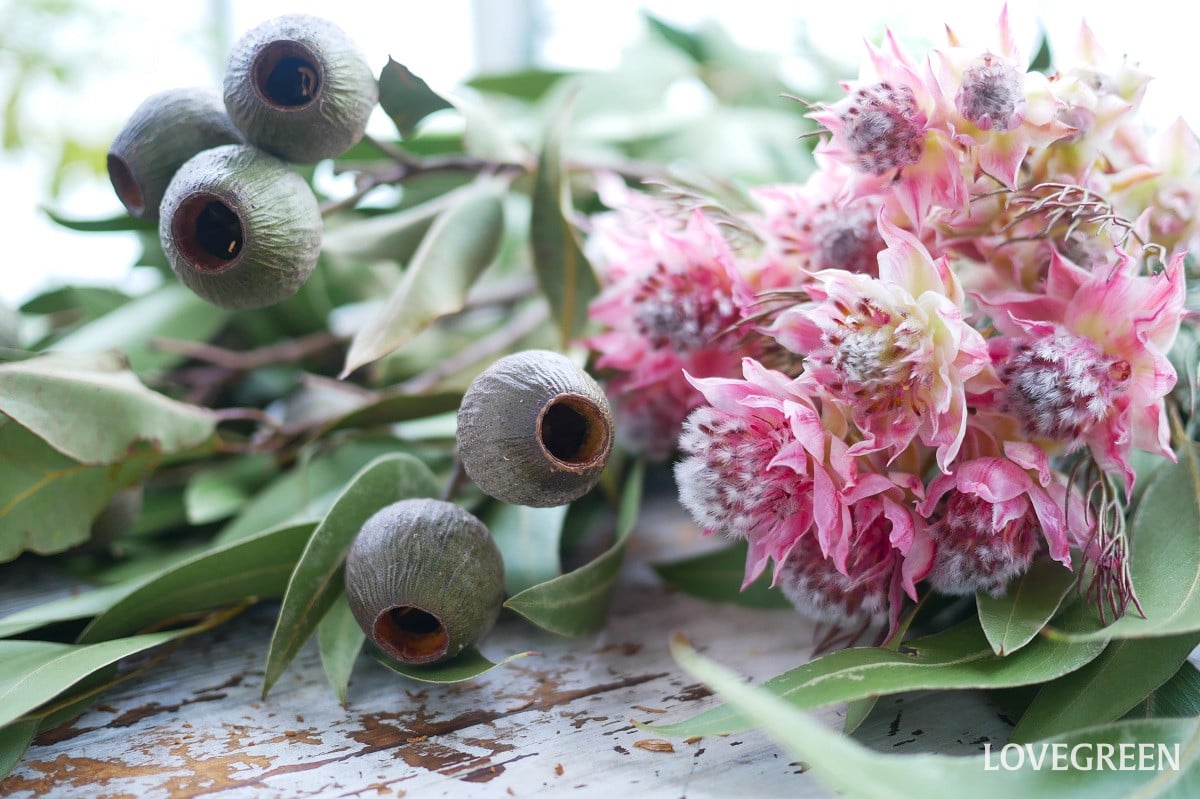 ワイルドフラワー種類一覧|おしゃれな花を使いこなそう