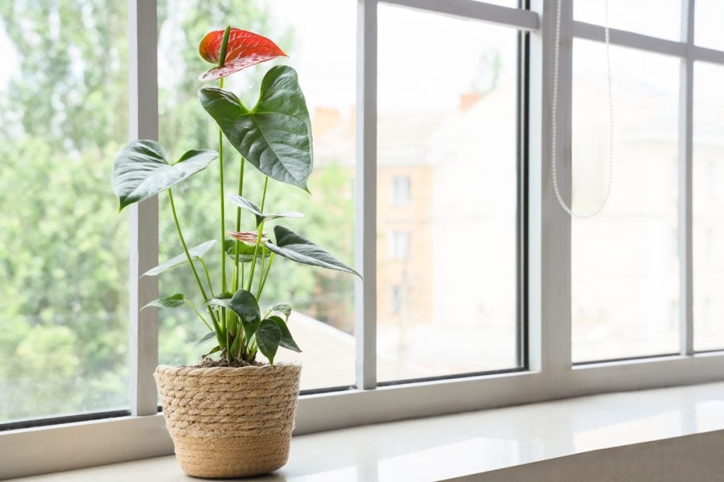 アンスリウム　canva画像