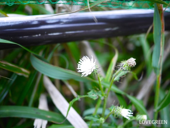 ノハラアザミの白花