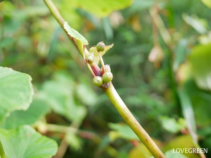 シュウカイドウのむかご