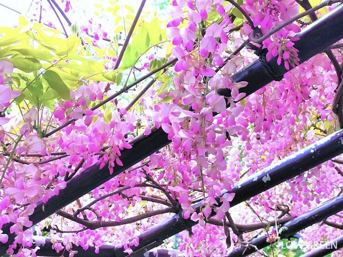 藤の花言葉