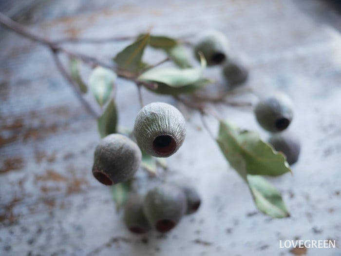 ユーカリ・ベルガムナッツ