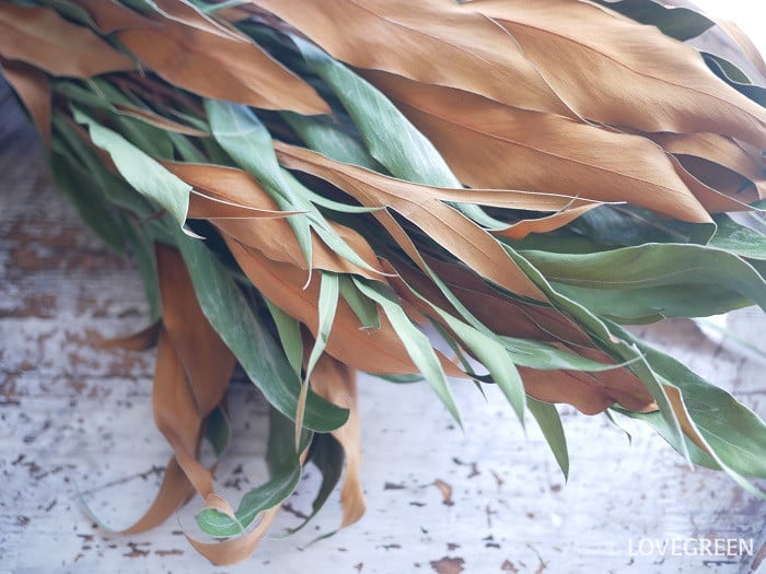 グレビレア・ゴールド