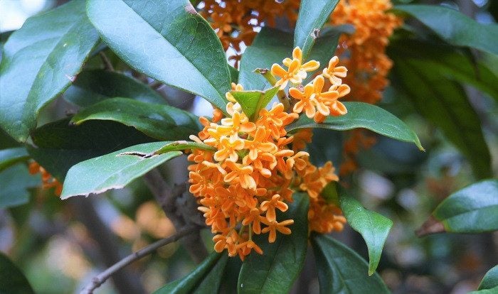 香りめでたく|美村里江さんのムーミンコラム♯7 金木犀