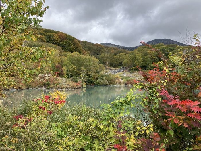二宮孝嗣の「自然・植物よもやま話