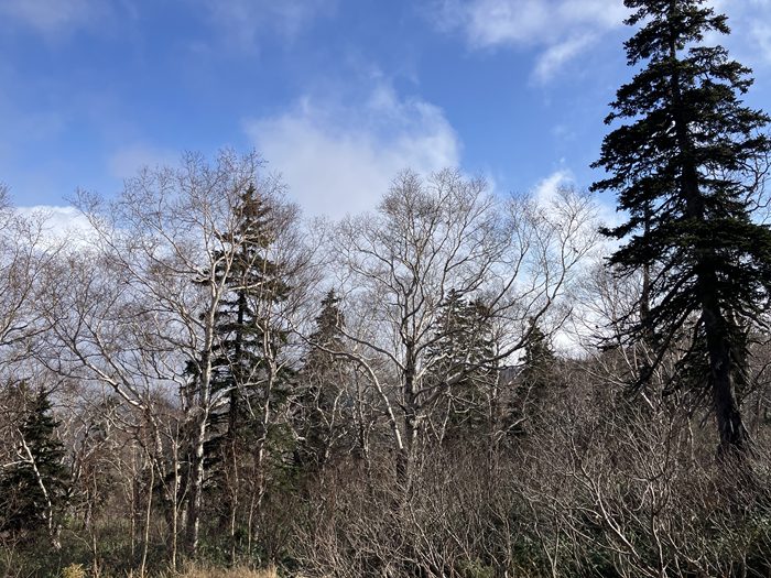 二宮孝嗣の「自然・植物よもやま話