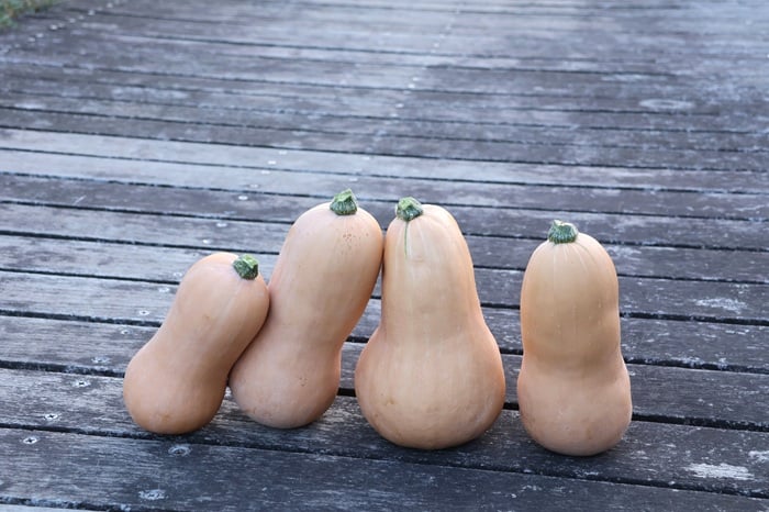 カボチャ　バターナッツ