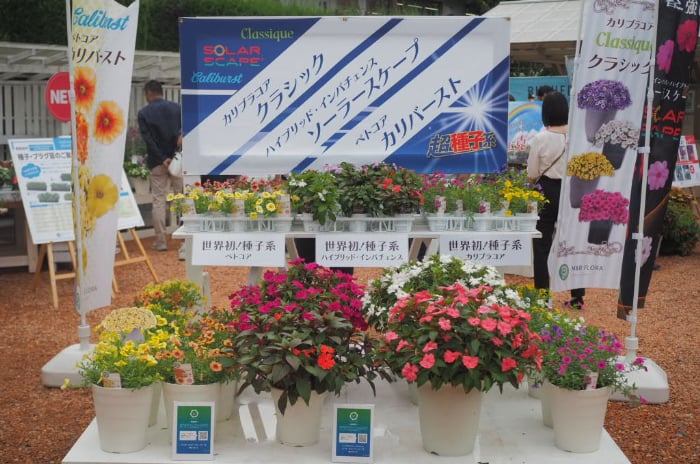 M＆B FLORA｜栄養系並みの豪華さ！超種子系品種続々
