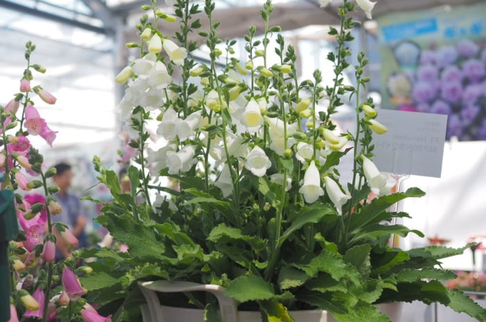 新登場の植物をいち早くチェック！フラワートライアルジャパンレポート
タキイ種苗　花束のようなジギタリス「F1 Hanabee ホワイト」が登場