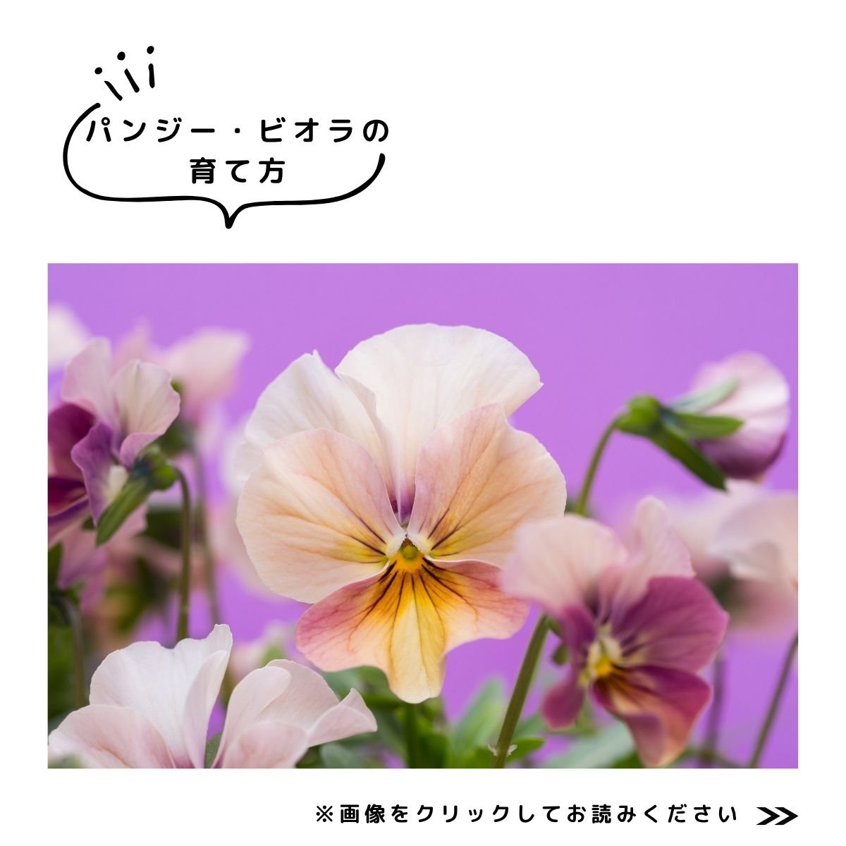 2025特集パンジー・ビオラの育て方