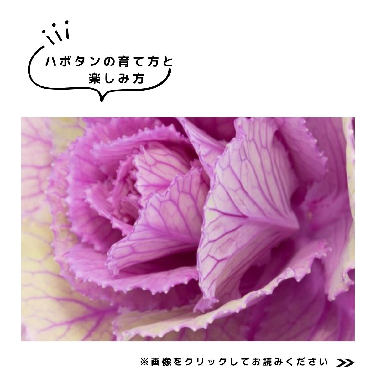 2025特集ハボタン
