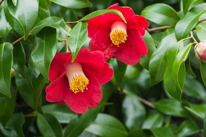 Canva画像　ツバキ