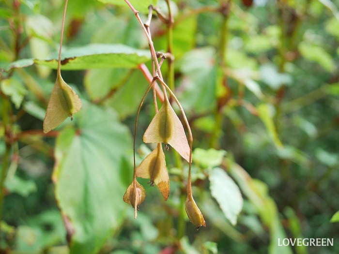 シュウカイドウの実