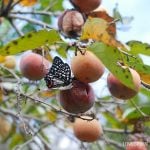 秋の山菜と木の実一覧