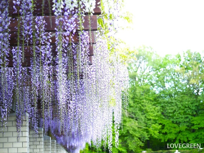 藤｜花の季節や特徴
