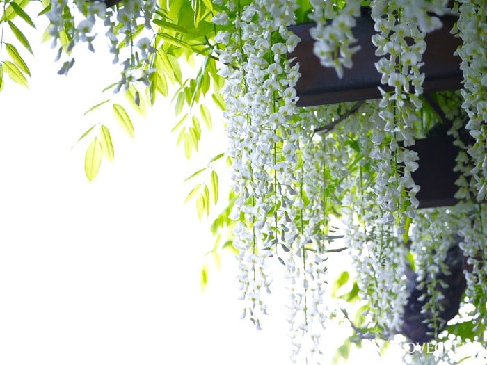 藤の花の季節や特徴、香り