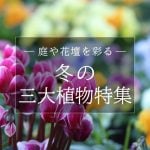 冬の三大植物特集