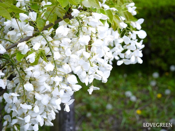カピタン白花