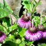 アザミ|花の季節や特徴