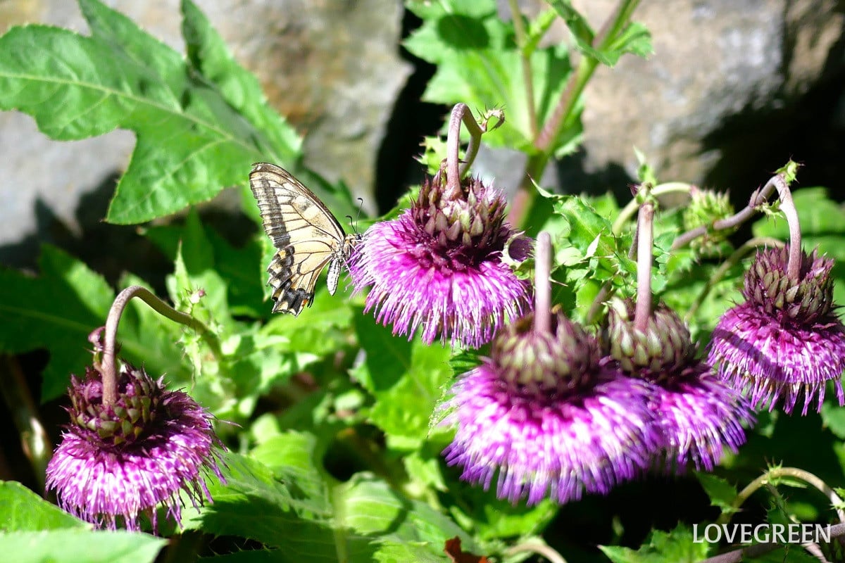 アザミ｜花の季節や特徴、たくさんある種類の見分け方