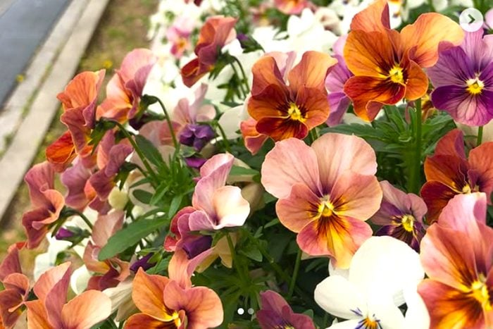 神戸松蔭大学　花田ゼミ