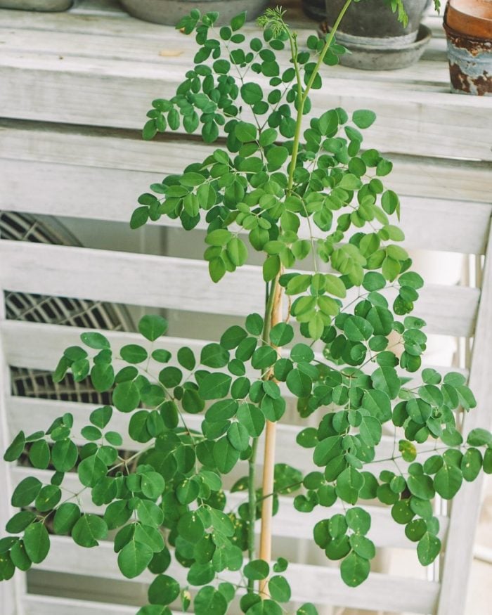 私がスランプの時にも生き続けてくれた植物たち【ぴーちゃん連載vol.10】モリンガ