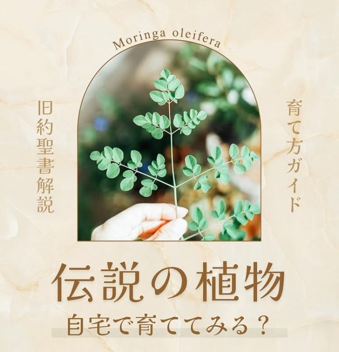私がスランプの時にも生き続けてくれた植物たち【ぴーちゃん連載vol.10】
