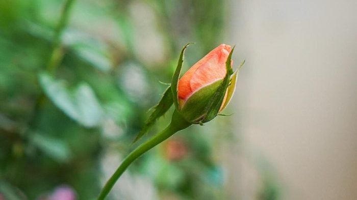 私がスランプの時にも生き続けてくれた植物たち【ぴーちゃん連載vol.10】バラ